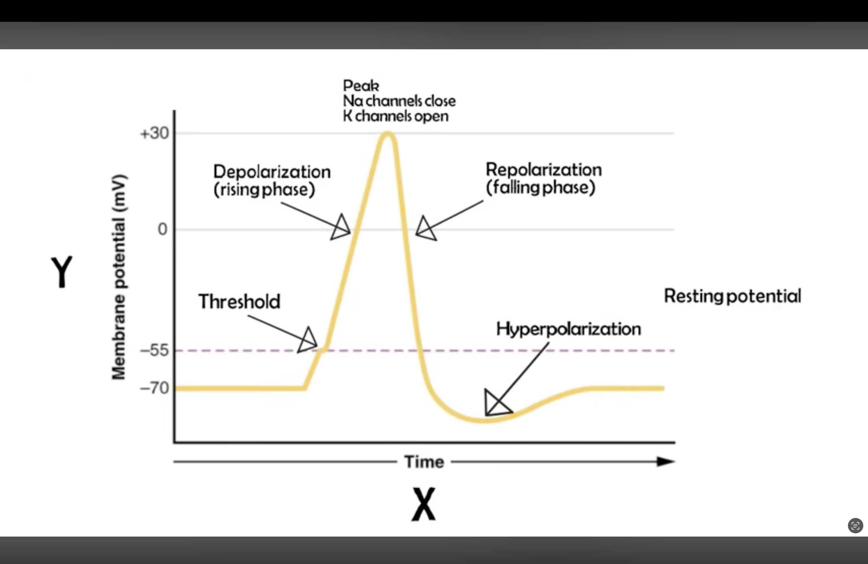 <p>-55mv; the minimum depolarization required for a neuron to send a signal. If threshold is not reached, a neuron will not activate to send a signal and will remain at rest. (action potential will not start) </p>