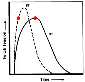<p>fast twitch fibers have <strong>higher </strong>rate of force production</p>
