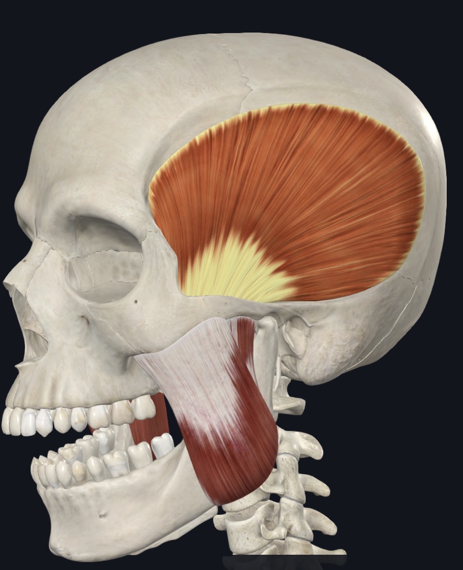 <p>Elevates mandible; Side to side (grinding)</p>