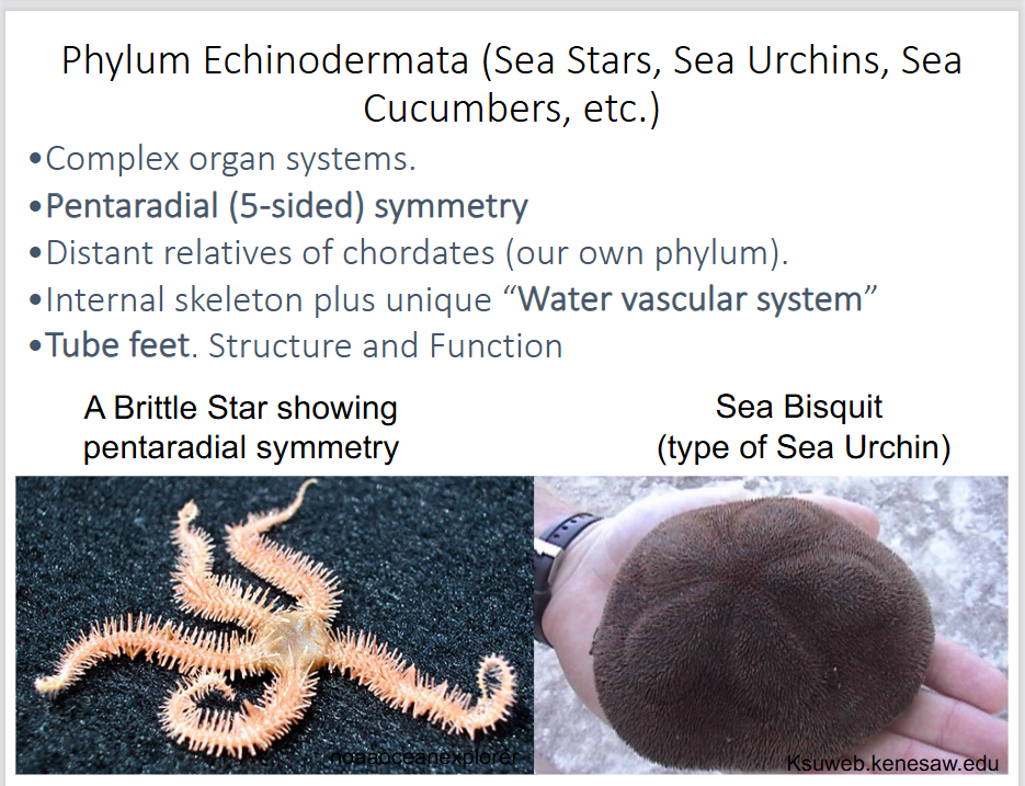 <p>-complex organ systems</p><p>-pentaradial (5-sided) symmetry</p><p>-distant relatives of chordates</p><p>-tube feed used for movement</p><p>-internal skeleton plus unique <strong>water vascular system</strong></p><p>-most species are benthic (planktonic larvae) and slow moving, but some can swim (crinoids)</p>