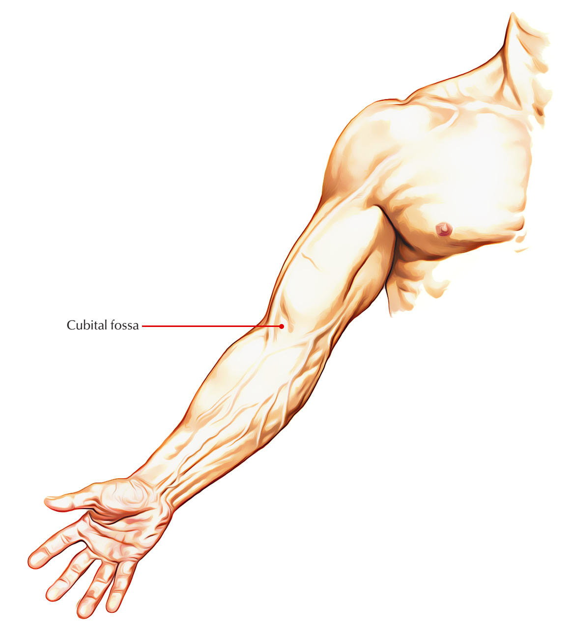 <p>in the elbow ditch </p>