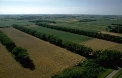 <p>One or more rows of trees or other tall plants planted along the edge of a field to prevent wind erosion (windbreak)</p>