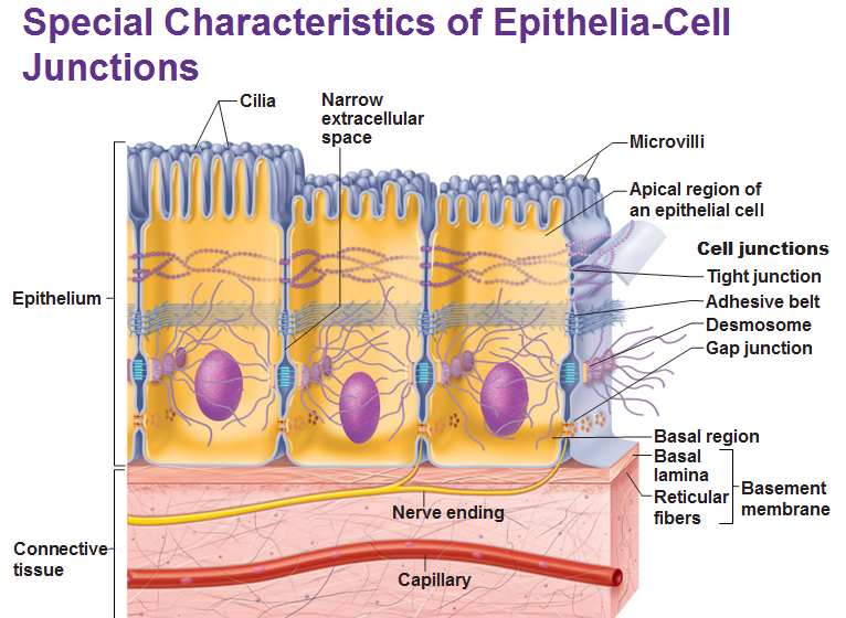 <ul><li><p>integral proteins on adjacent cells fuse to form an impermeable junction that encircles whole cell</p></li><li><p>prevents fluids and most molecules from moving in between cells </p></li><li><p>create 2 compartments, one on each side of the layer of cells </p></li></ul><p></p>