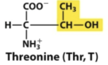 <p>Hydroxyl in R-group</p>
