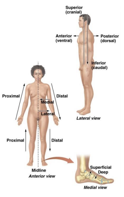 <p>Another means of ensuring accurate communication, describes relative location of body parts and markings</p>