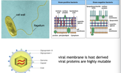 <p>invariant components of pathogens recognized by the innate immune system</p><p>conserved among many pathogens</p><p>not found on human cells</p><p>difficult for pathogen to alter</p><p>alert the immune system that a microbe is present</p>
