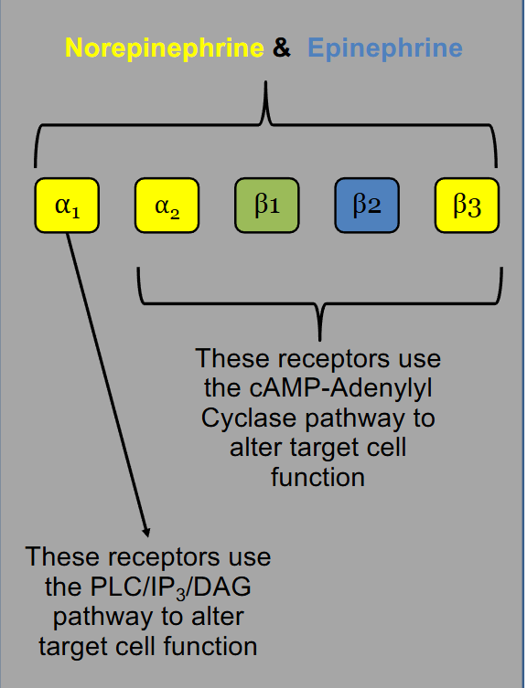 <p>Adrenergic receptors</p>
