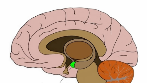 <p>Strong emotions/ fear related processing</p>