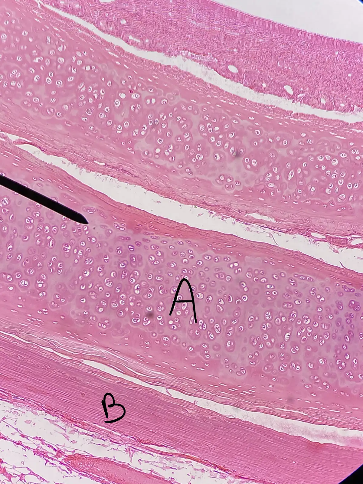 <p>What is this slide showing?</p>