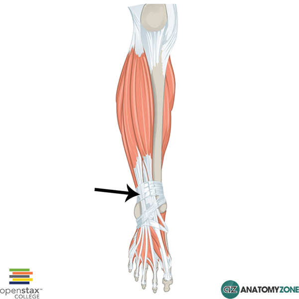 <p>A band of fibrous tissue in the ankle that holds the tendons of the muscles in place during dorsiflexion of the foot. </p>