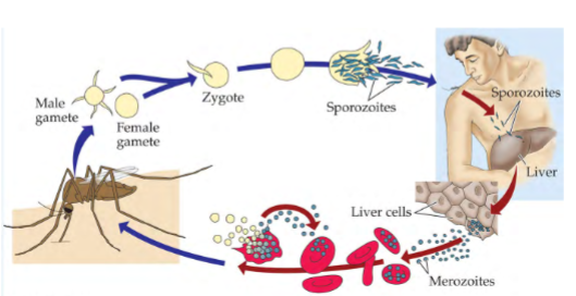 <p>e.g. <em>Plasmodium </em>merozoites infect RBCs, which don’t grow and don’t need nutrients, but plasmodium adds channels to RBC surface to transport nutrients to cell. Plasmodium causes RBCs to stick to other cells, preventing movement to spleen when misshapen</p><p>e.g. parasitoid wasps laying eggs in <em>Drosophila </em>inject a virus that kills encapsulating cells that would normally cover and kill parasites/eggs</p>
