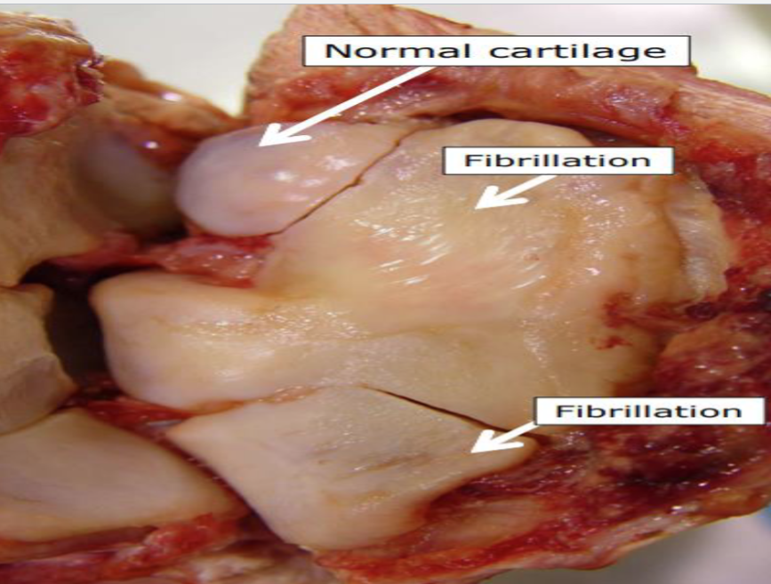 <p>what is this and describe it </p>