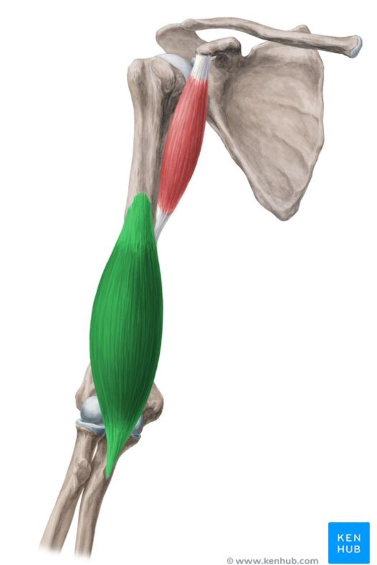 <p>Which muscle is the primary flexor of the foream?</p>