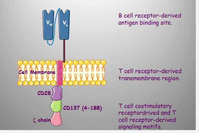 <p></p><p><span style="background-color: transparent;">Method</span></p><ol><li><p><span style="background-color: transparent;">T cells isolated from patient blood&nbsp;</span></p></li><li><p><span style="background-color: transparent;">given <mark data-color="red" style="background-color: red; color: inherit;">lentiviral vector expressing CD19 </mark>directed chimeric T cell receptor (CAR)</span></p></li><li><p><span style="background-color: transparent;">T cells w/ Car <strong><em><u>infused back into pt</u></em></strong>.</span></p></li><li><p><span style="background-color: transparent;">Now T cell have <mark data-color="red" style="background-color: red; color: inherit;">kill capabilities and recognition capabilities</mark></span></p></li></ol><p></p>