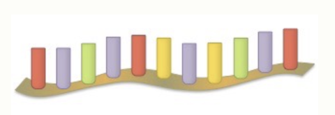 <p>Messenger RNA - Copies the DNA code and delivers it to the ribosomes to build proteins</p>