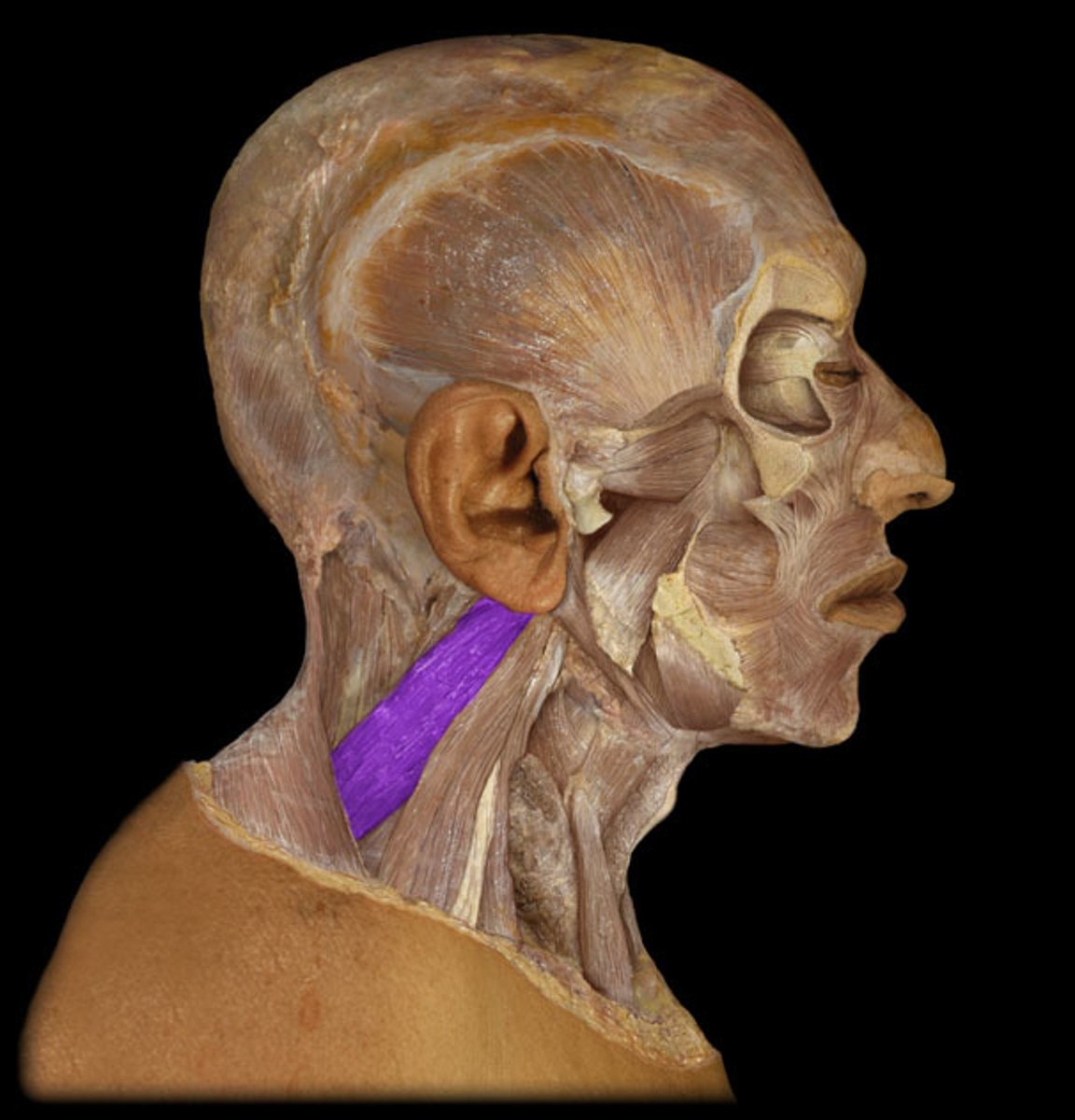 <p>Identification.</p>