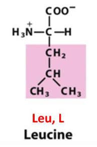 <p>Leu, L, Nonpolar Aliphatic R Group</p>