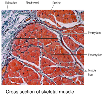 <p>cross section of skeletal muscle </p>
