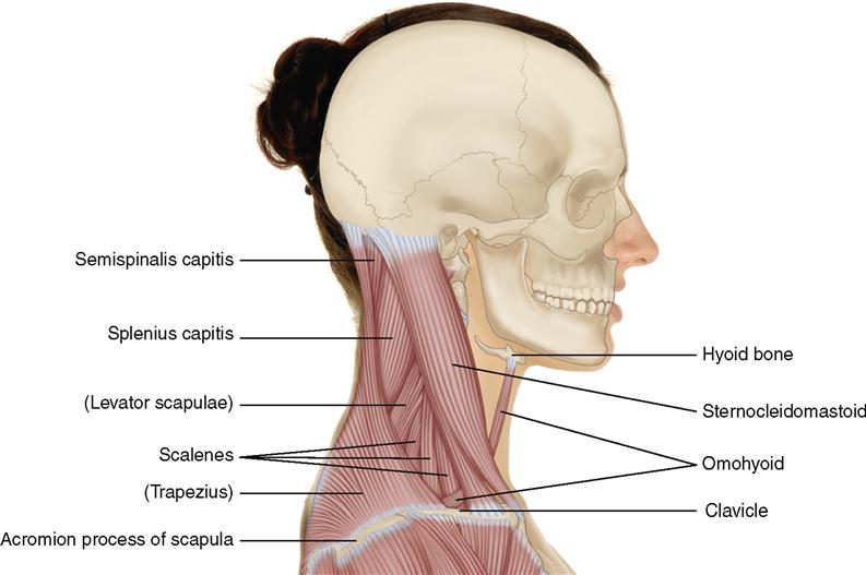 <ul><li><p><strong><mark data-color="#440000" style="background-color: rgb(68, 0, 0); color: inherit;">Prime mover (anterior):</mark></strong> Sternocleidomastoid** → flexes neck; rotates head.</p><ul><li><p><strong>Synergist: </strong>Scalenes.</p></li></ul></li></ul><p></p>