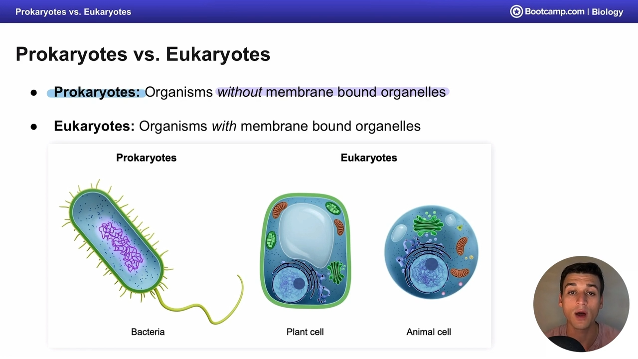 <p>prokaryotes: Organisms without membrane bound organelles </p><p>eukaryotes: Organisms with membrane bound organelles </p>