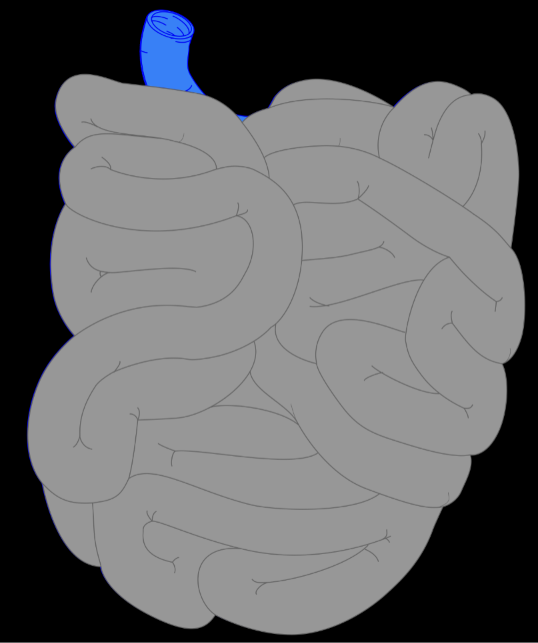 term image