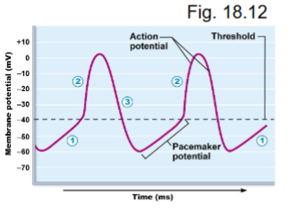 <ul><li><p>cells = non-contractile autorhythmic cardiac muscle (self-excitable, don’t have conscious control)</p></li><li><p>threshold = - 40mv</p></li></ul><p></p>