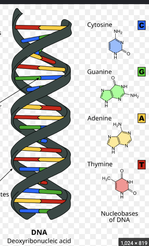 <p>long term genetic information storage</p><ul><li><p>stored in their nucleotide</p></li><li><p>A,T,C,G</p></li></ul><p></p>