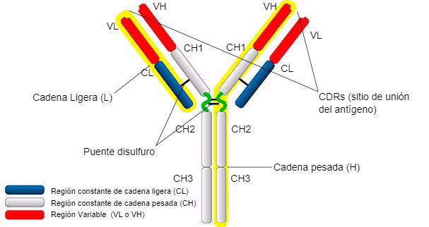<ul><li><p>Ligeras: 2, uno en la región constante (C<sub>1</sub>) y otro en la región variable (V<sub>1</sub>).</p></li><li><p>Pesadas: 3-4 dominios C<sub>H</sub>(C<sub>H1,</sub>C<sub>H2,</sub> C<sub>H3,</sub> C<sub>H4)</sub> y un dominio V<sub>H.</sub></p></li></ul><p></p>