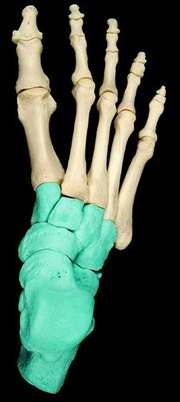 <p>What group of bones is this </p>