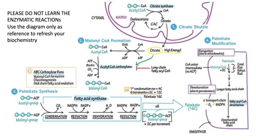 <ul><li><p><span>The fatty acid synthesis pathway allows cells to generate lipids that are necessary for cellular growth and proliferation from precursors derived from other cell intrinsic metabolic pathways.</span></p></li><li><p><span>Synthesis of straight chain fatty acids, TCA cycle derived citrate may be exported from the mitochondria into the cytosol via the citrate carrier, where are converted into acetyl-coA. The acetyl-</span><br><span>CoA derived from this process may then be used by ACC to yield malonyl-CoA. Subsequently, FASN elongates the nascent fatty acid chain until products such as palmitic acid are synthesized. Fatty acids with alternative chain lengths may be</span><br><span>synthesized using palmitic acid as a substrate for further elongation</span></p></li></ul><p>FASN fatty acid synthesis enzyme</p><p>citrate is made in mitochondria leaves mitochondria and is in cytoplasm: used to make Manoyl-CoA</p><p>→used with acyl to make Malonyl-CoA which enters the fatty acid synthase cascade =16C palmatate (make membrane lipids, phospholipids, longer chains, …)</p><p>just know what is mentioned (above) </p>