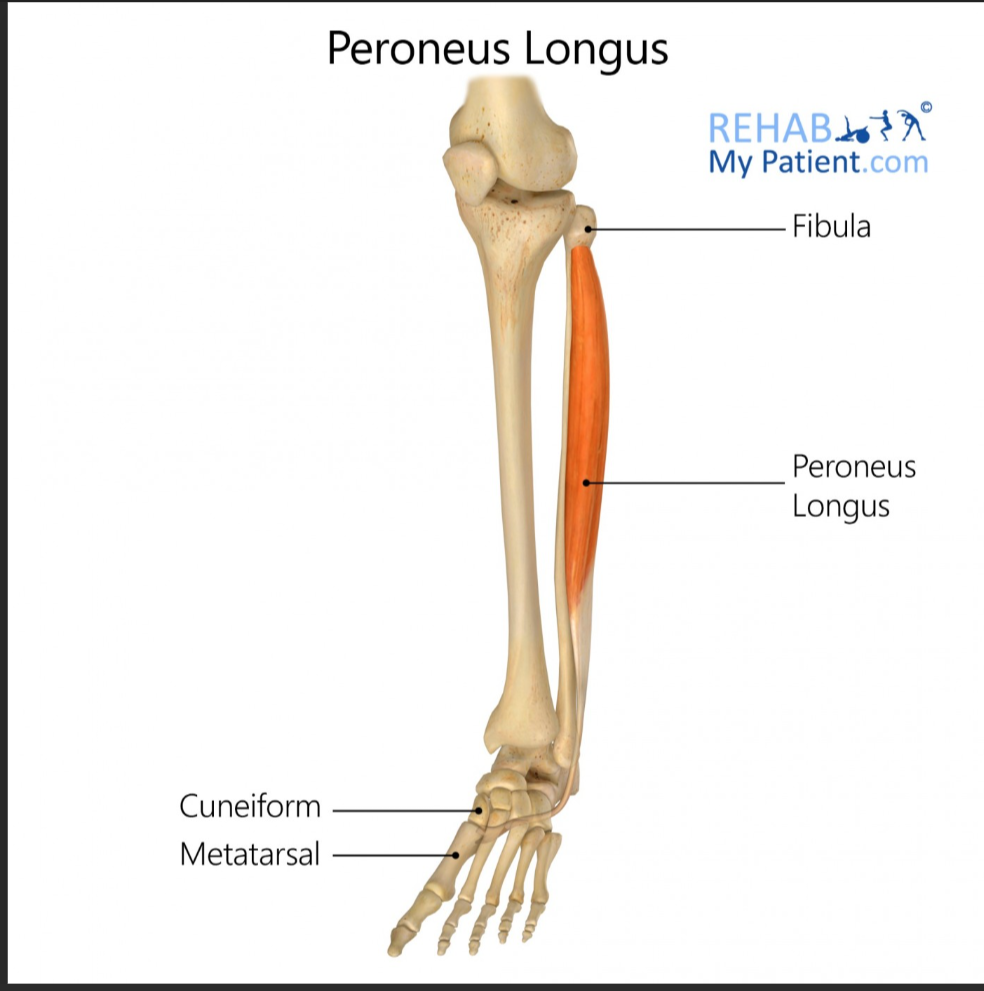 <p>Peroneus longus (lateral leg) origin</p>