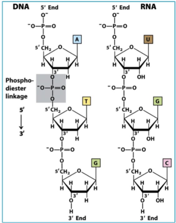 <p>What bond links nucleotides within a DNA or RNA strand?</p>