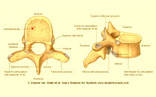 <ul><li><p>vertebral body</p><ul><li><p>heart shaped</p></li><li><p>to costal demifacets </p></li></ul></li><li><p>transverse processes</p><ul><li><p>contain a transverse costal facet </p></li><li><p>articulate ith tubercle of corresponding rib</p></li></ul></li><li><p>spinous process points don</p></li></ul><p></p>