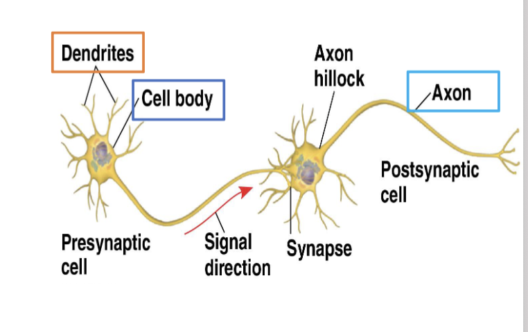 <p><span style="font-size: calc(var(--scale-factor)*32.04px);">• </span><span style="font-size: calc(var(--scale-factor)*32.04px); color: purple;"><strong>Cell body</strong></span><span><br></span><span style="font-size: calc(var(--scale-factor)*27.98px);">• Contains nucleus and</span><span><br></span><span style="font-size: calc(var(--scale-factor)*27.98px);">organelles</span><span><br></span><span style="font-size: calc(var(--scale-factor)*32.04px);">• </span><span style="font-size: calc(var(--scale-factor)*32.04px); color: purple;"><strong>Dendrites</strong></span><span><br></span><span style="font-size: calc(var(--scale-factor)*27.96px);">• Branched extension of</span><span><br></span><span style="font-size: calc(var(--scale-factor)*27.98px);">cell body that </span><span style="font-size: calc(var(--scale-factor)*27.98px); color: purple;"><strong>receive</strong></span><span><br></span><span style="font-size: calc(var(--scale-factor)*27.96px);">signals from other</span><span><br></span><span style="font-size: calc(var(--scale-factor)*27.96px);">neurons</span><span><br></span><span style="font-size: calc(var(--scale-factor)*32.04px);">• </span><span style="font-size: calc(var(--scale-factor)*32.04px); color: purple;"><strong>Axon</strong></span><span><br></span><span style="font-size: calc(var(--scale-factor)*27.98px);">• A single long extension</span><span><br></span><span style="font-size: calc(var(--scale-factor)*27.96px);">that </span><span style="font-size: calc(var(--scale-factor)*27.96px); color: purple;"><strong>transmit</strong></span><span style="font-size: calc(var(--scale-factor)*27.96px);">s signals</span><span><br></span><span style="font-size: calc(var(--scale-factor)*27.96px);">to other cells</span></p><p><br></p>