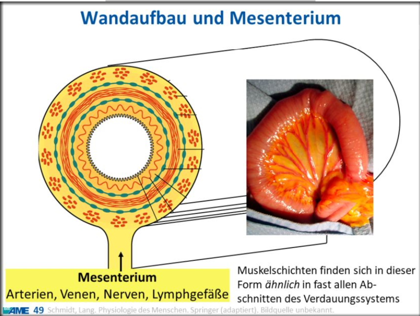 <p><span>3-Schichtung von Muskulatur (Längs, Ring, innere Längs)</span><br><span>Darm muss gut durchblutet sein für die ganzen Nährstoffe, die resorbert wurden</span><br><span>Mesenterium (Aufhängung des Darms)</span></p>