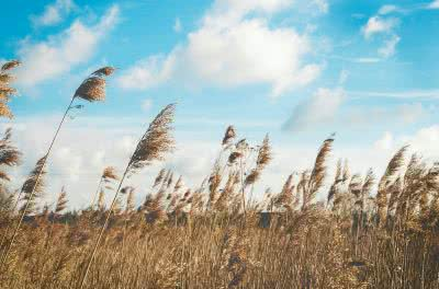 <p>= WIND</p><p><span><strong>a </strong></span>light<span><strong> and </strong></span>pleasant<span><strong> </strong></span>wind<span><strong>:</strong></span></p><p></p>