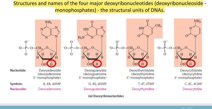 <p>The four structural units of DNA are:</p><ul><li><p><strong>dAMP (Deoxyadenylate)</strong> → Adenine (A)</p></li><li><p><strong>dGMP (Deoxyguanylate)</strong> → Guanine (G)</p></li><li><p><strong>dTMP (Deoxythymidylate)</strong> → Thymine (T)</p></li><li><p><strong>dCMP (Deoxycytidylate)</strong> → Cytosine (C)</p></li></ul><p><span data-name="point_right" data-type="emoji">👉</span> All contain:</p><ul><li><p><strong>Deoxyribose sugar</strong> (with H at 2′ instead of OH)</p></li><li><p>A <strong>phosphate group</strong></p></li><li><p>A <strong>nitrogenous base</strong></p></li></ul><p></p>