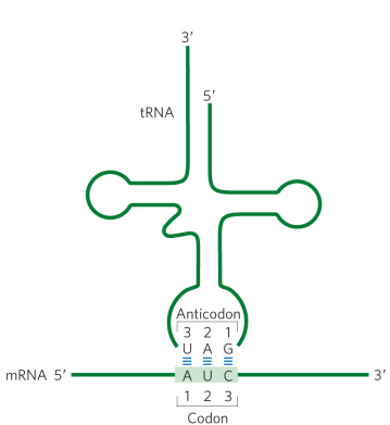 <p>a 3-base sequence on the tRNA that base pairs with mRNA codons through hydrogen bonding. The alignment of the 2 RNA segments is antiparallel.</p>