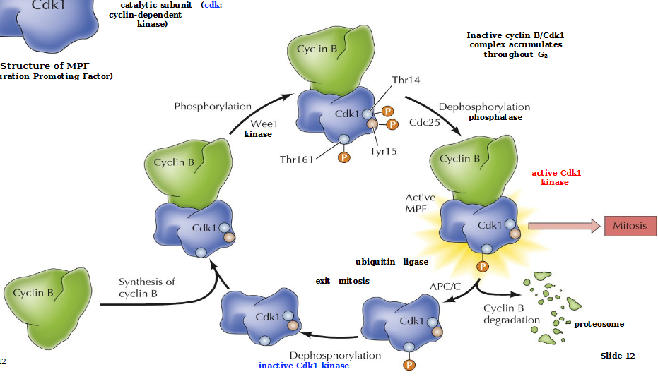 <ol><li><p>Cyclin B binds to inactive Cdk1</p></li><li><p>Wee1 kinase phosphorylates all the blobs on Cdk 1:Thr161 (required for kinase activity), Thr14/Tyr15 (inhibitory)</p></li><li><p>Cdc25 phosphatase dephosphorylates Thr14/Tyr15 to produce an active Cdk1 kinase MPF which allows for mitosis to occur. </p></li><li><p>Cyclin B is degraded by proteosomes and Cdk1 is dephosphorylated to start all over again</p></li></ol><p></p>