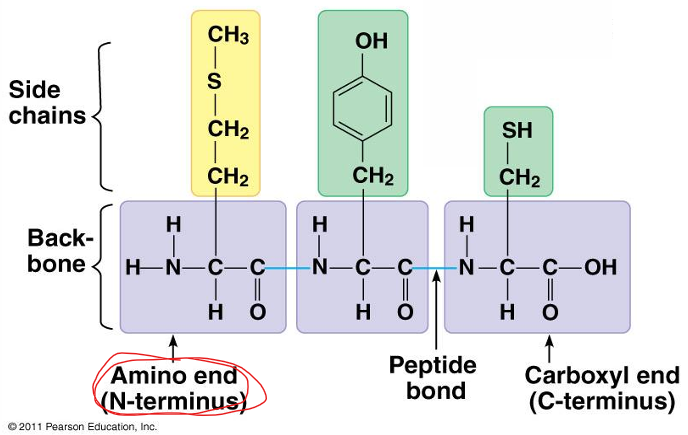 <p>The amino acid in the linked chain of peptide bonds with a free amino group. (engine)<br><br>* Think: <u>N</u>-terminus = <u>N</u>H2</p>