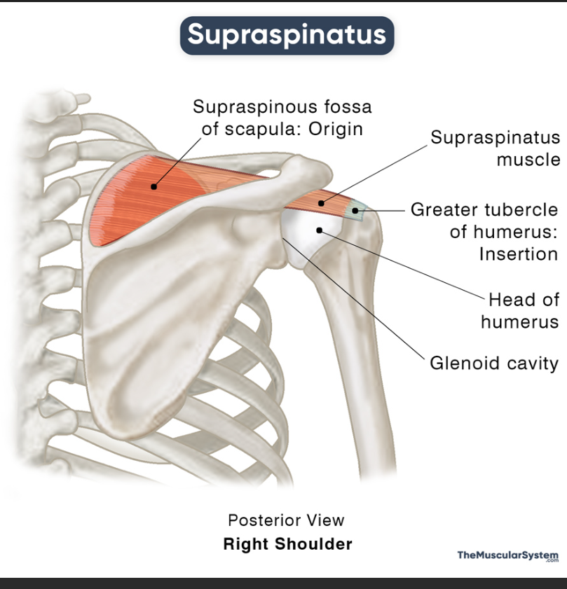 <p>Supraspinatus (shoulder) insertion </p>