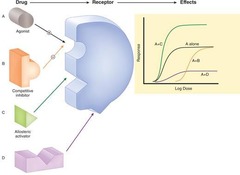 <p>An agonist activates a receptor to produce a response, while an antagonist binds to a receptor but does not activate it, preventing or reversing the action of an agonist.</p>