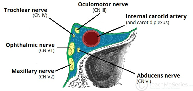 <p>oculomotor nerve arises at midbrain → exits the brain stem between midbrain + pons → passes through lateral wall of cavernous sinus → leaves cranial cavity through superior/radial fissure → enters orbit and divides into superior and inferior branches</p><p></p><p></p>