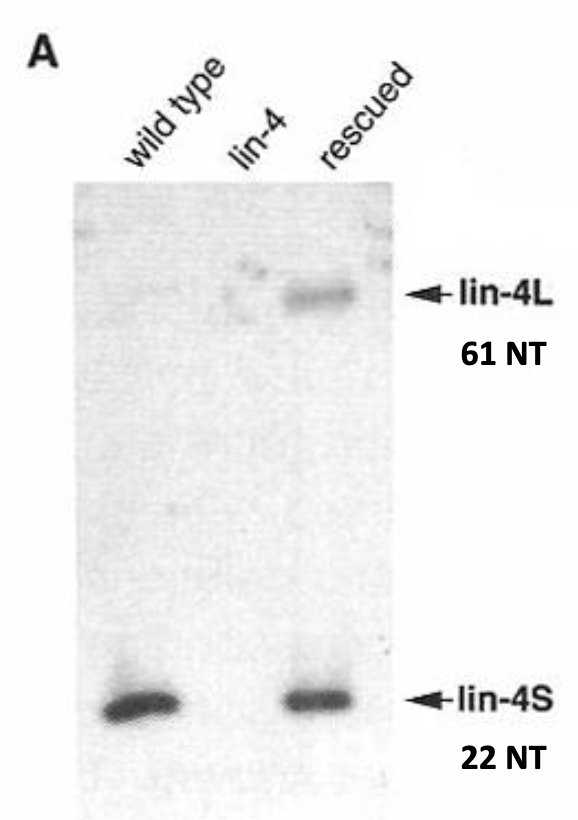 <ul><li><p>Only lin-4S transcript found at detectable levels in WT cells (*through northern blots; PCR is more sensitive)</p></li></ul><ul><li><p>lin-4L transcript only detected in lin-4 (lf) mutants expressing a construct containing the cloned 692 bp sequence→ likely expressing this to much higher levels than WT.</p></li></ul><p>Figure:</p><ul><li><p>northern blot of total RNA isolated from WT, <em>lin-4 (lf)</em> and rescued <em>C. elegans</em></p></li><li><p>pprobe: antisense transcripts from the vector containing the cloned sequences. These would be able to anneal to the RNA transcripts produced in the cell</p></li></ul><p></p>