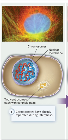 <p>whate phase is this?</p>