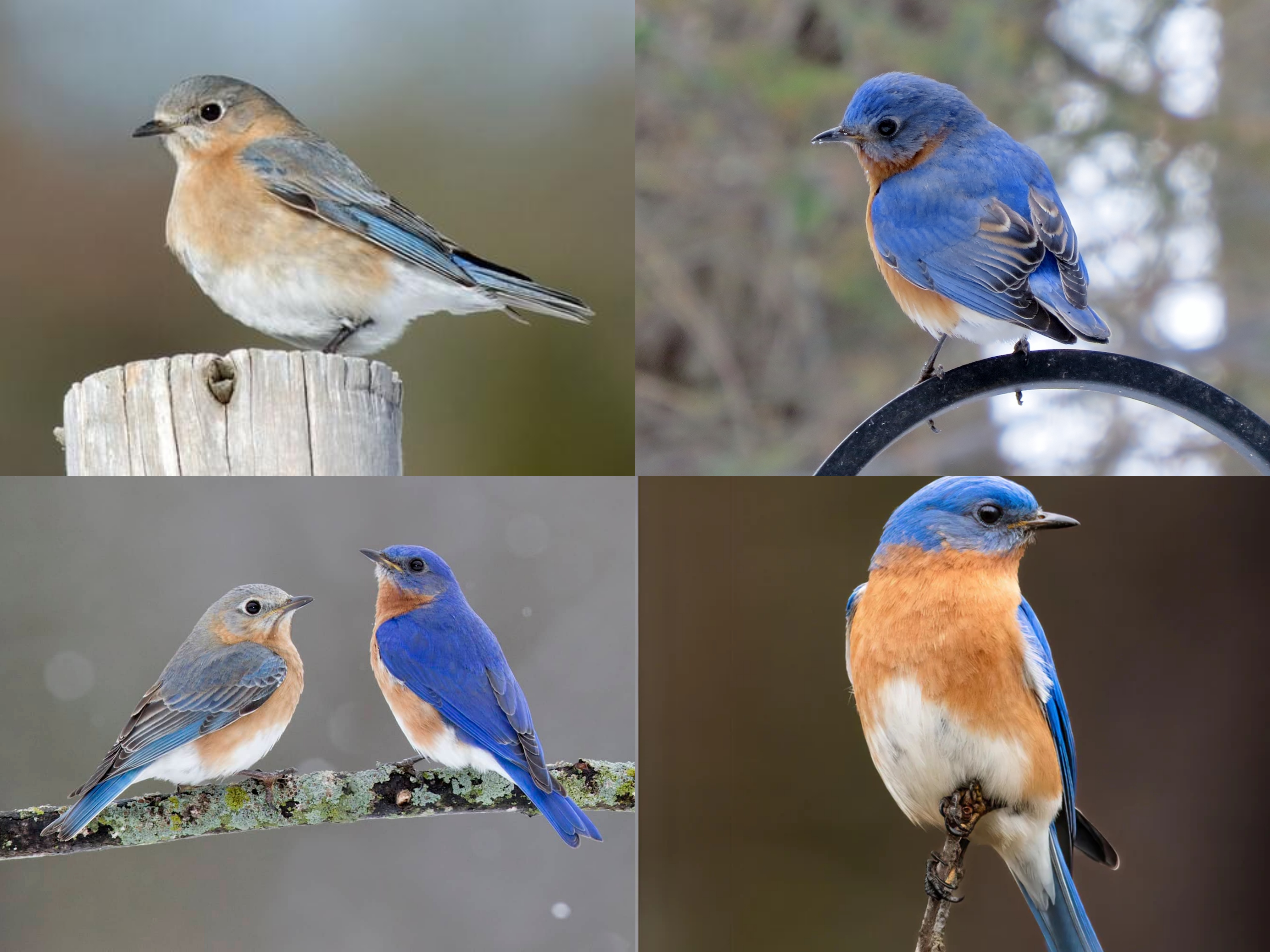 <p>Order: Passeriformes</p><p>Family: Turdidae</p><p>CN: Eastern Bluebird</p><p>Alpha Code: EABL</p>