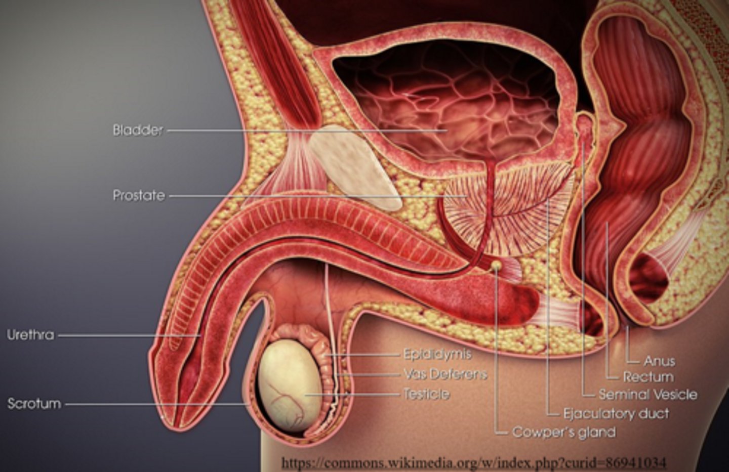 <p>ejaculatory duct</p>