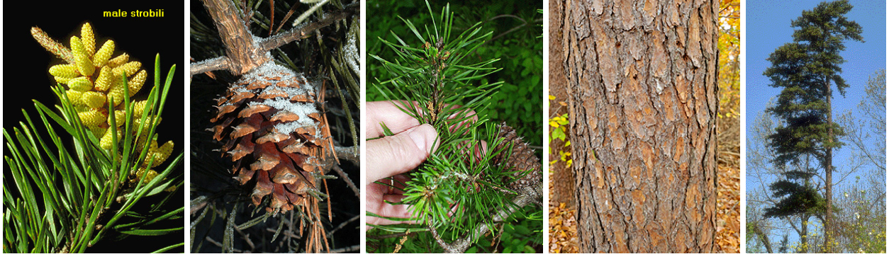 <p>two needles that are twisted, no base at the cone, sharp pricks at the end of cone scales, orange-brown bark that has thin scaly plates</p>