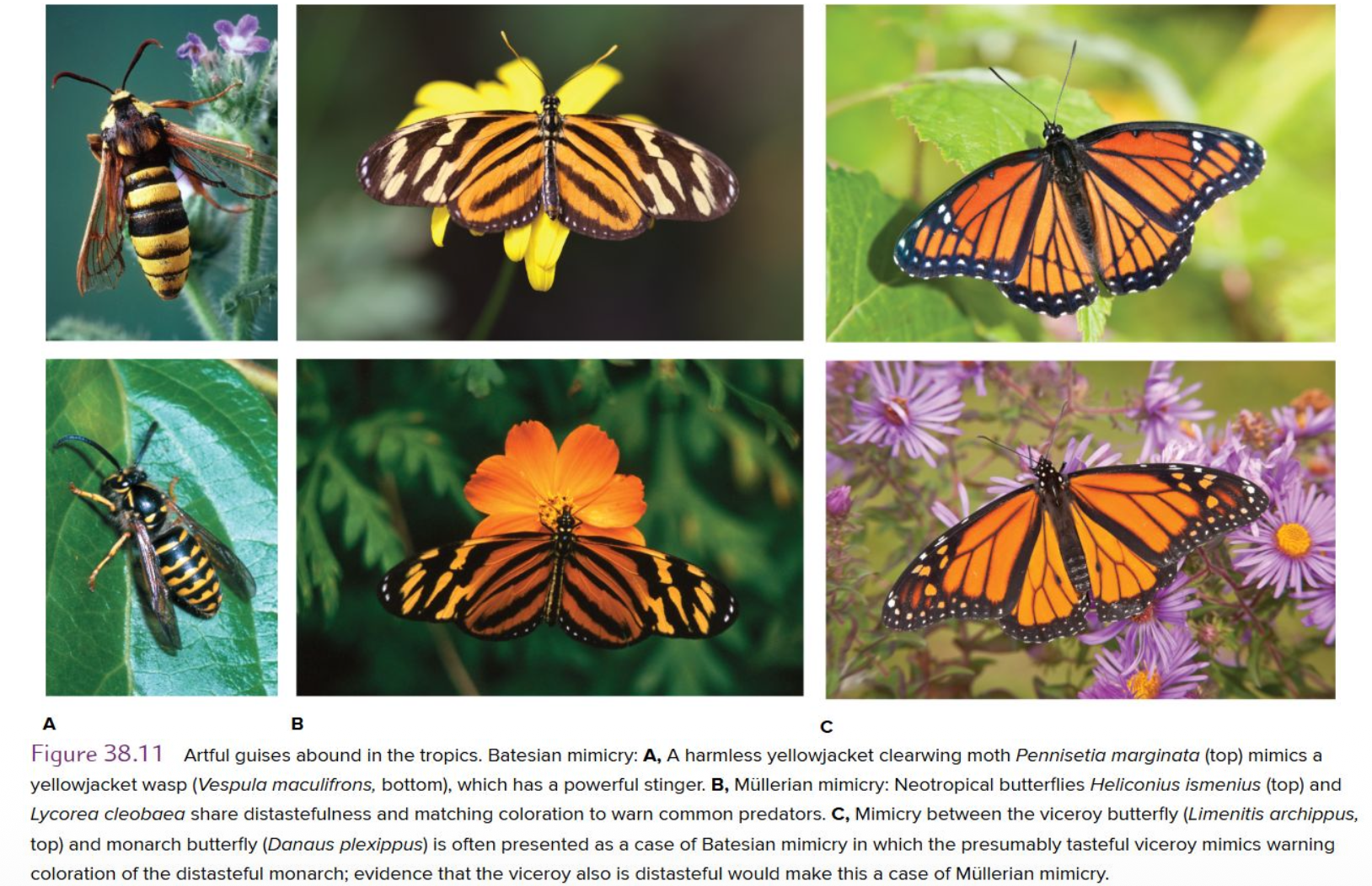 <p>• <strong>Cryptic defense:</strong> ?</p><p class="p1"><span style="color: rgb(133, 178, 250);">•<strong> Batesian mimicry:</strong> Palatable (Tasteful) prey can deceive potential predators by __.</span></p><p class="p1"><span style="color: rgb(251, 183, 10);">• <strong>Müllerian mimicry:</strong> ?</span></p><p class="p2"><span style="color: rgb(7, 250, 79);">• A predator needs only to experience the __ to avoid all similar species.</span></p>