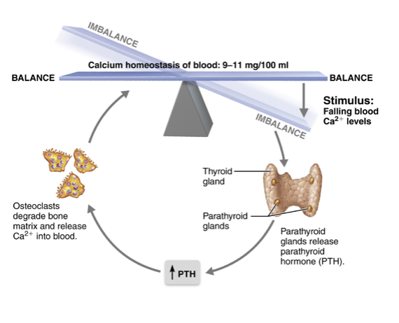 <ol><li><p>Low Ca 2+ causes PTH to be released</p></li><li><p>PTH stimulates release of signaling protein RANK-L from osteoblasts, which increases osteoclast formation and resorption activity</p></li><li><p>Resorption release Ca 2+ from bone</p></li><li><p>As Ca 2+ levels rise, PTH release ends and resorption returns to normal</p></li></ol><p></p>